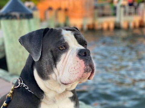 Classic dog