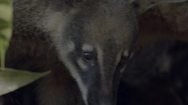 South american coati foraging in dense jungle foliage close up portrait.