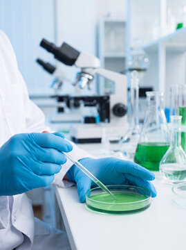 Scientist Performing Microbiology Laboratory Testing with Petri Dish