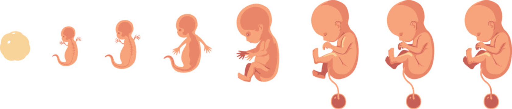 Human Embryo Development and Pregnancy Stages Vector Set Illustrating Human Fetus Growth Chart from Blastocyst to Fully Formed Baby
