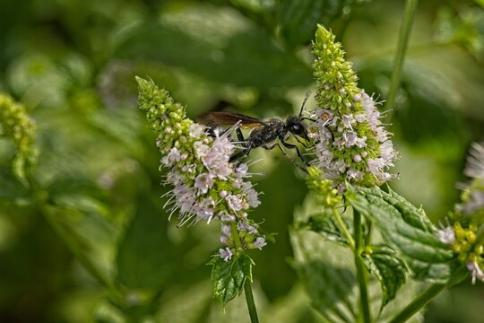 A black wasp pollinating blooming purple mint flowers in a sunny garden