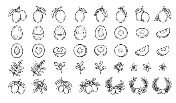 Black ink ambarella fruit vector illustration set for packaging design