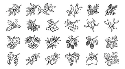 Hand drawn berry branch collection, 24 botanical line art icons, winter berry vector set © usmi