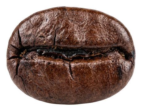 Detailed macro of a single roasted coffee bean showing rich texture and seam isolated transparent background image