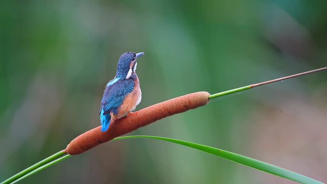 Vibrant blue kingfisher bird calling with open beak while perched on a brown cattail reed against a smooth green background in its natural wetland habitat