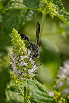 Black wasp pollinating purple mint flowers on a sunny day in a natural green garden