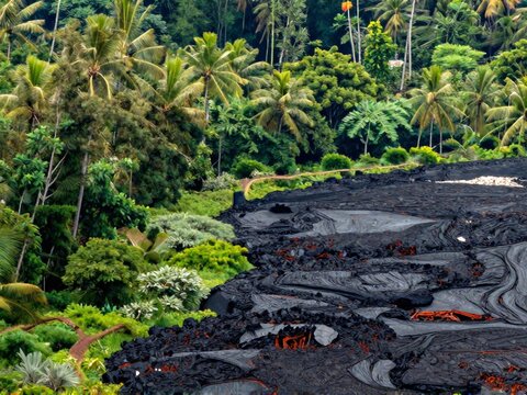 Rainforest And Lava Field Transition Hawaii Volcanoes