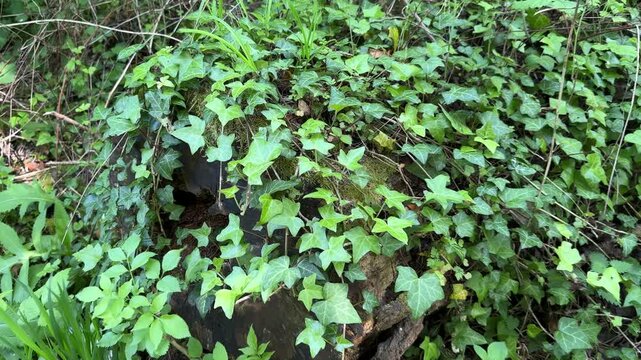 English ivy covering a decaying tree stump in woodland
