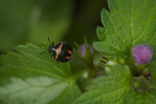 A small black and red bug on a green leaf next to a purple flower in a natural garden macro shot