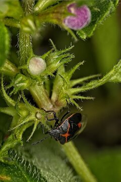 A small black and red bug on a green plant stem with flower buds in a garden macro shot