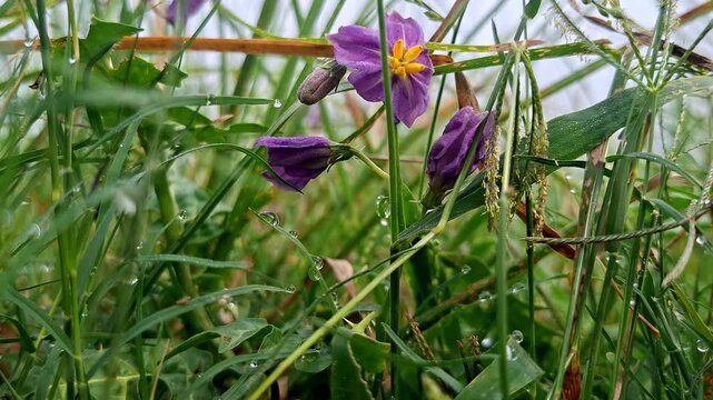 Purple Solanum Blossom Opening Within Wild Grass