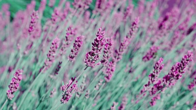 Lavender flowers in summer. France Provence lavender field. Beautiful purple lavender bloom in nature. Composition of nature. Summer blooming field. Blooming flower field. Field of lavender