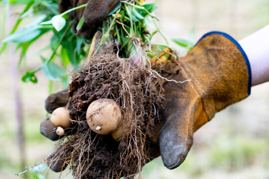 Fresh Potatoes Pulled from Soil