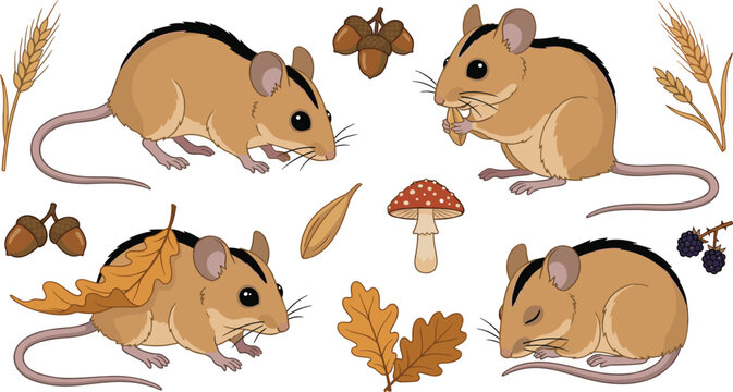 Cute Field Mouse Character Vector Asset Set with Wild Rodent in Autumn Forest Scenes Gathering Acorns Eating Wheat and Sleeping