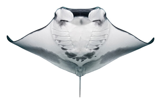 Large majestic manta ray swimming gracefully with wings spread isolated transparent background image
