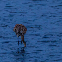 Sandhill Crane at night © Anita
