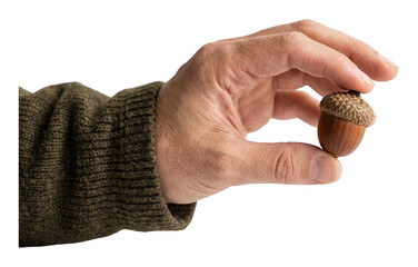 Mature hand in warm knit sweater holding single textured brown acorn on bright isolated transparent background image © PNGLovers
