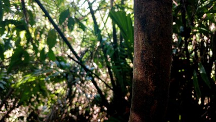 Obraz premium Tree Bark Texture Detail in a Lush Tropical Rainforest Background with Soft Sunlight Filtering