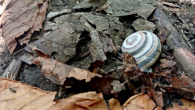 Snail Shell Lying on Dry Autumn Leaves in a Forest Ground for Nature and Wildlife Design Concepts