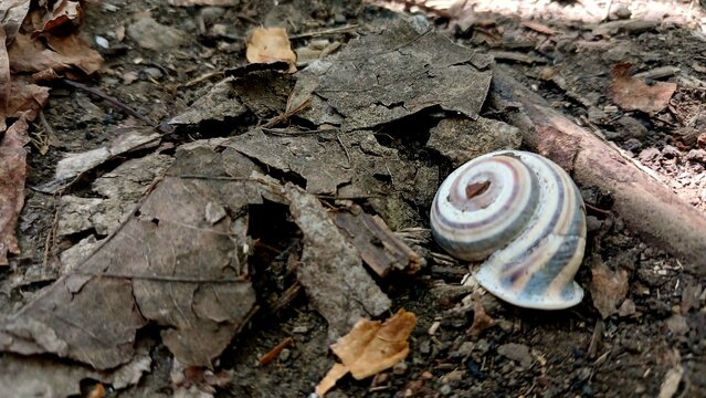 Snail Shell on Damp Forest Soil Surrounded by Dried Autumn Leaves in Macro View