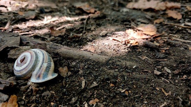 Snail Shell Resting on the Forest Ground Among Decaying Leaves and Soil