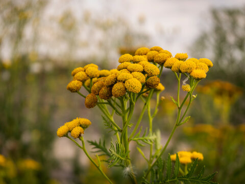 Bright yellow common tansy flower clusters bloom outdoors in a natural summer meadow landscape macro shot