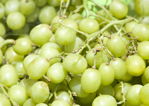 Close up on fresh organic green grapes on the stems at farmers market. Fresh fruit background.