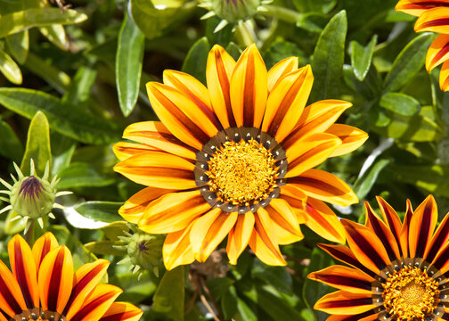 Yellow striped daisies from above.  close up. The daisy bushes is a genus of flowering plants belonging to the Calenduleae, one of the smaller tribes of the sunflower daisy family Asteraceae.