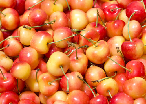 top view flat lay close up of fresh organic Rainier Cherries with stems on piled for sale at Farmers market