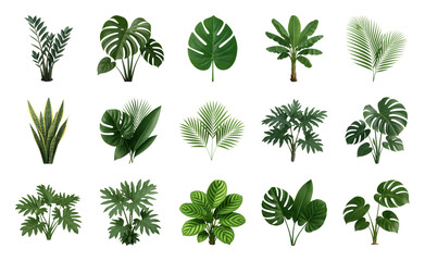 Obraz premium PNG Tropical leaves collection variety on transparent background