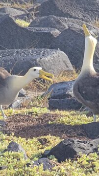 Waved albatross endangered seabirds bill-fencing courtship display vertical video