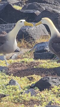 Waved albatross courtship behavior on Galapagos islands with water mist in the air