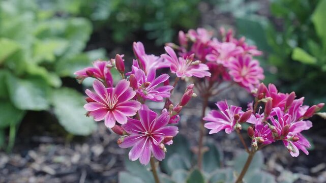 Pink Lewisia exotic flower. Natural Lewisia flower plant. Flora nature. Bright blooming flower in nature. Lewisia flower. Flowering nature closeup. Macro photography of flowering plant