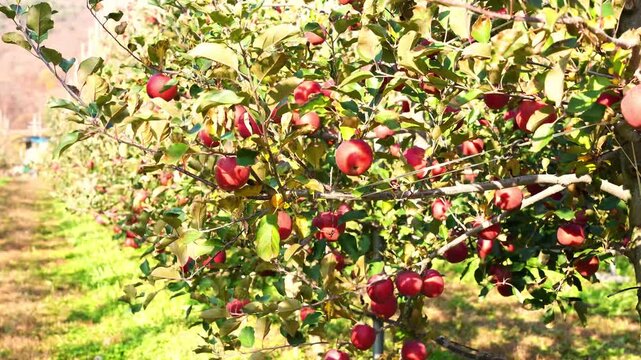 사과(부사,홍로,감홍,아오리,엔비,시나노), 사과나무,사과농장,과수원, Apples, Fuji, Hongro, Gamhong, Aori, Envy, Shinano