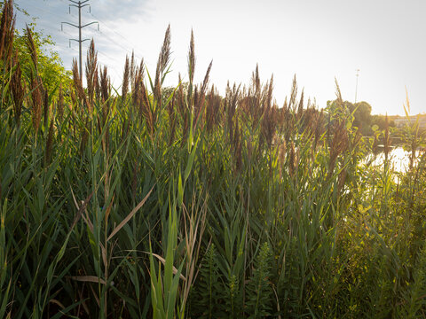 Lush green and brown common reed grass thrives along a wetland pond shoreline under a bright warm sky