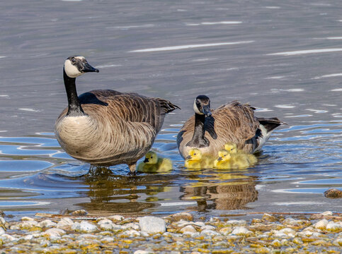 Canada goose and gosling