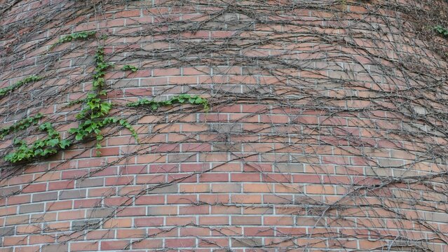 Brick wall covered with ivy vines creating a natural textured background