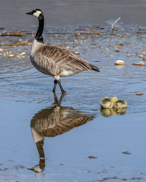 Canada goose and gosling