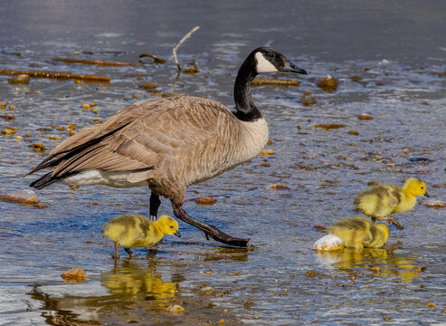 Canada goose and gosling