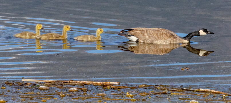 Canada goose and gosling