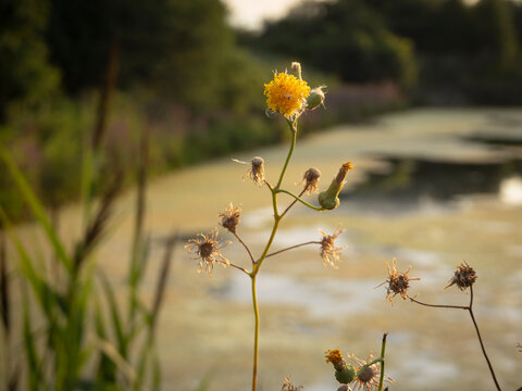A single yellow wildflower blooming with seed heads by a pond in a natural summer landscape