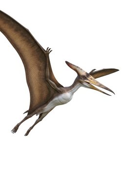 Realistic 3D Illustration of a Pteranodon Dinosaur Flying Isolated on White Background for Educational and Creative Projects