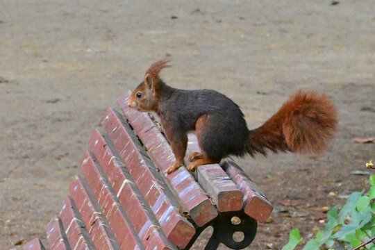 Curious squirrel in a city park in a natural environment
