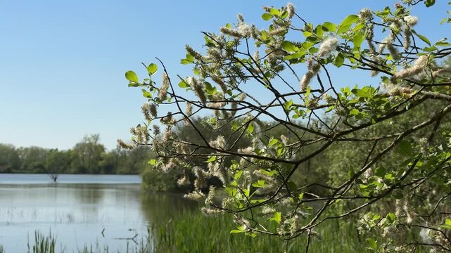 Fluffy willow catkins swaying beside tranquil wetland lake