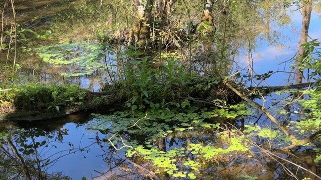 Sunlit woodland wetland pond with duckweed and reflections