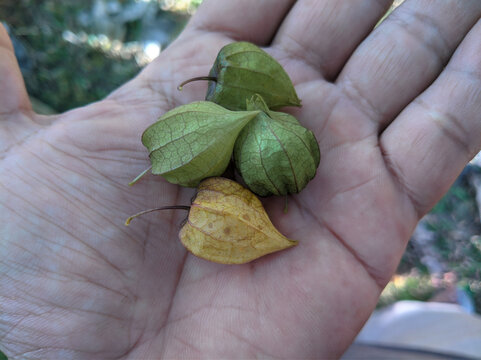 Fresh ciplukan fruit (Physalis angulata) held in hand, close-up shot