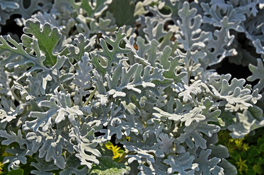 Dusty miller (Silver dust)