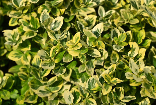 Euonymus fortunei (Emerald'n Gold) plant