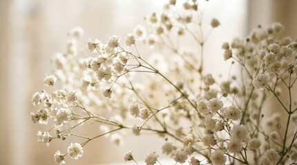 Naklejka premium Close up of delicate white baby breath flowers with thin branching stems against a soft blurred neutral background in natural light