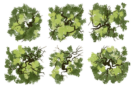 set of six distinct tree symbols viewed from directly above (plan view), specifically designed for use in architectural site plans and landscape rendering. The artistic style is a combination of loose